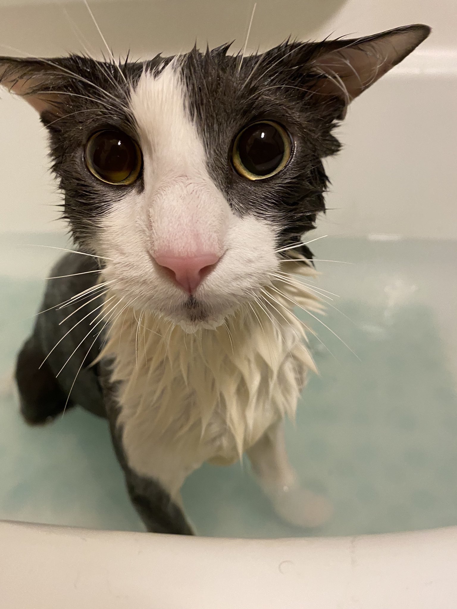 soggy-cat